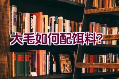 大毛如何配饵料？