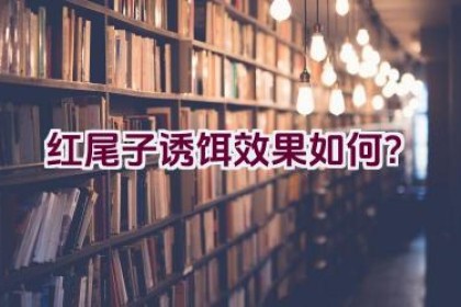 红尾子诱饵效果如何？