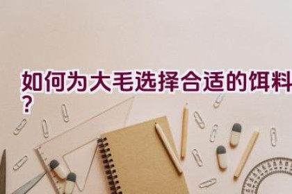 如何为大毛选择合适的饵料？