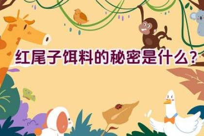 红尾子饵料的秘密是什么？