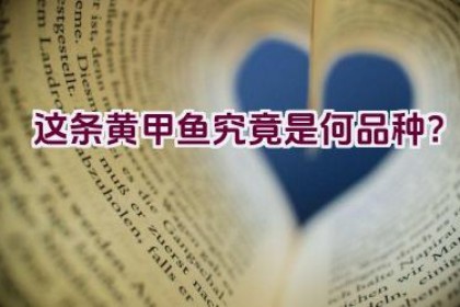 这条黄甲鱼究竟是何品种？