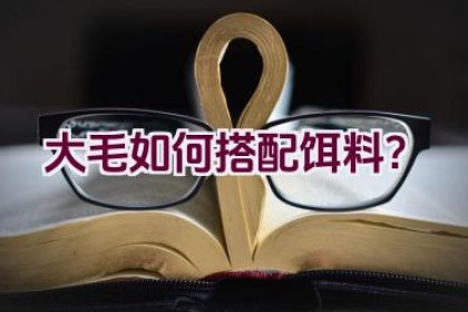 大毛如何搭配饵料？