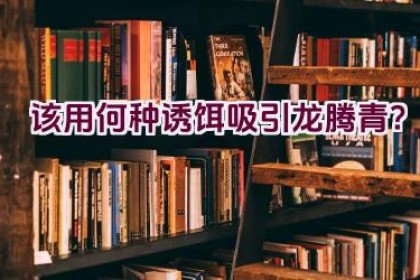 “该用何种诱饵吸引龙腾青？”