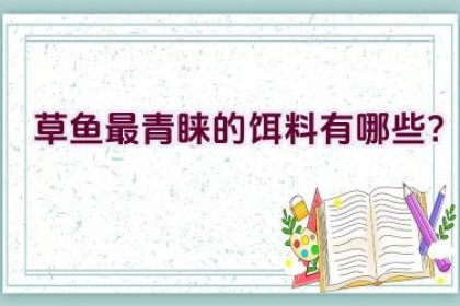 草鱼最青睐的饵料有哪些？
