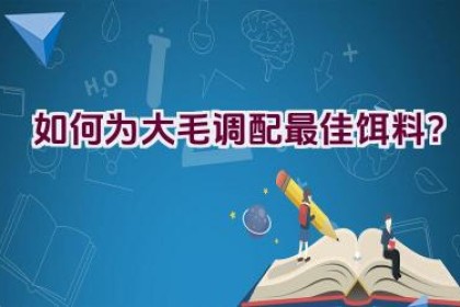 如何为大毛调配最佳饵料？