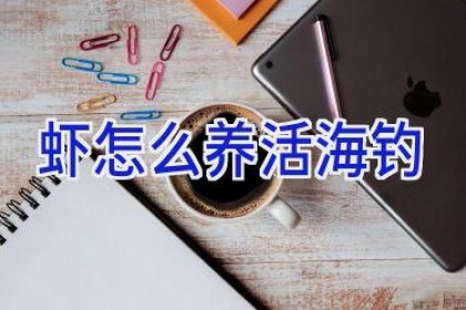 虾怎么养活海钓