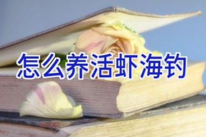 怎么养活虾海钓