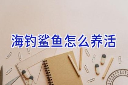 海钓鲨鱼怎么养活