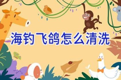 海钓飞鸽怎么清洗