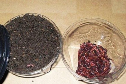 我钓土鲮的经典饵料，我的经典土鲮鱼饵料配方