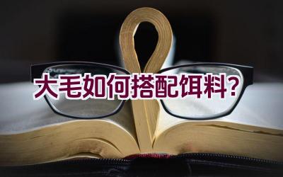 大毛如何搭配饵料？插图
