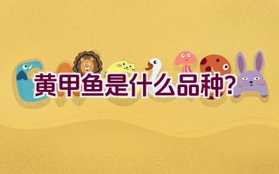 黄甲鱼是什么品种？插图