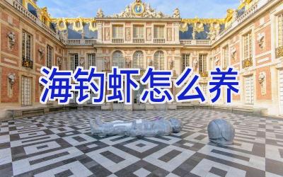 海钓虾怎么养插图